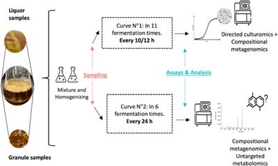 Multi-omics characterization of the microbial populations and chemical space composition of a water kefir fermentation